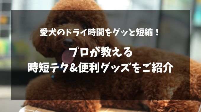 犬を早く乾かす方法は？プロが教える時短テクをご紹介！
