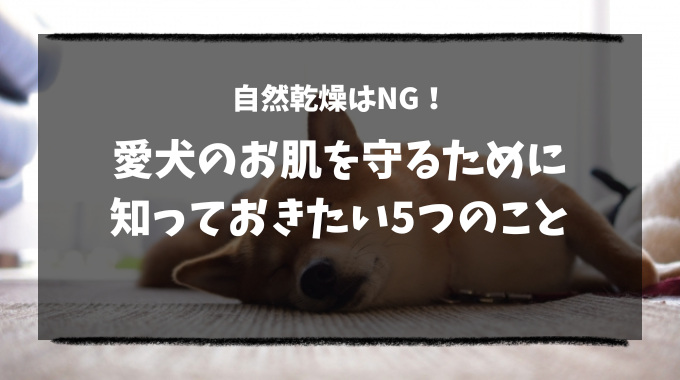 犬を乾かさないとどうなる？皮膚病など5つのリスクと対策を解説！